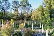Freifläche im Auenwald mit Jungbaumbepflanzung mit Pflanzschutz