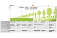 Diagramm das Dimensionen von Waldbäumen mit entsprechenden Pflegemaßnahmen zeigt