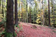 Buchenmischwald im Frühjahr. Über der Buchenstreu des letzten Jahres kommt die Verjüngung durch