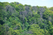 Laubwald mit stark geschädigten und abgestorbenen Buchen