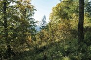Alte Eichen mit grünen Blättern an einem Hang mit Weitblick in den blauen Himmel.