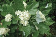 Weiße Blüten an einem grünen Trieb einer Mehlbeere.