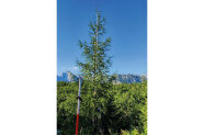 Ein Nadelbaum mit blauem Himmel und im Hintergrund Bergen.