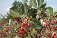 Rote Beerenfrüchte an Mehlbeerenzweigen.