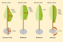 Grafische Darstellung von 4 Bäumen zeigt die Kronenentwicklung von Bäumen an Waldrändern.