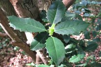 Kleine Pflanze mit ledrig grünen dornenbesetzten Blättern steht neben einem größeren Baum in einem Wald.