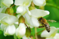 Biene summt vor weißen Blüten.