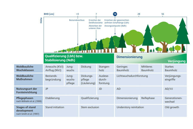 Waldbauliches Praxis-Schema mit den Phasen der Bestandesentwiclklung