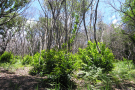 Licher Wald mit Stockausschlag von Castanea sativa
