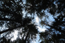 Blick zur Kronendecke eines Fichten-Kiefermischwaldes