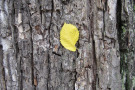 Borke eines Baums mit einem gelben Blatt.