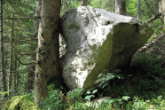 Ein Fichtenstamm hat auf bemerkenswerte Weise einen großen Felsblock aufgehalten. Dieser lehnt nun am Stamm der Fichte.