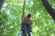 Mann klettert mit Leiter in eine Baumkrone