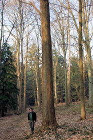 Castanea dentata, die Amerikanische Edelkastanie (American chestnut), mit langem, geradem Schaft, davor ein Mann im Größenvergleich (der Mann ist sehr klein), im Arboretum Tervuren, Belgien
