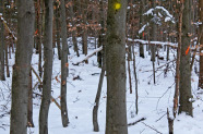Winterlicher mittelalter Buchenbestand mit gelben Punkten für die Zukunftsbäume und roten Schrägstrichen für die Bedränger.
