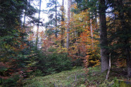 Herbstlich gefärbter Mischwald