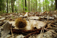 Edelkastanienfrucht auf dem Boden eines Laubwaldes.