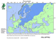 Europakarte mit blau eingezeichneter Verbreitung der Waldkiefer.