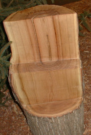 Holzstammstück längs und quer angeschnitten