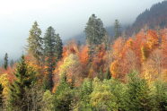Herbstlicher Wald; Laubbäume gelb und rot, Nadelbäume grün
