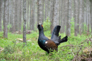 Ein Auerhahn; Hühnervogel mit schwarzem Gefieder, wobei die Flügel braun sind, zudem über den Flügeln grün-blaue Spiegel; über den Augen rote Partien.
