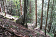 Ein Wald, in dem ein Baum einen Felsen am den Hang herunter rollen gehindert hat