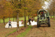 Vier Menschen und ein Traktor befinden sich zwischen Baumreihen und sammeln mit weißen Planen Samen ein.