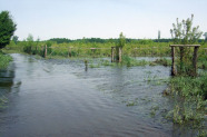Überflutete Jungwaldfläche