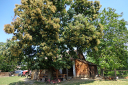 Eine große und recht ausladende Edelkastanie steht vor einem Holzhaus in Ungarn.
