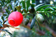 Grüner Nadelholzzweig mit einer reifen roten und mehreren unreifen grünen Früchten.