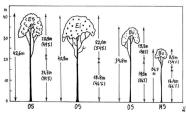 Zeichnung einer Bestandesstruktur mit vier Bäumen. Weitere Angaben im Text.