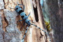 Ein himmelblauer Käfer mit schwarzer Zeichnung auf einem Stück hellen Ahornholz