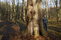 Mann mit Uniform steht neben einem alten Baum in einem Laubwald.
