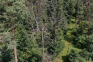 Drohnenaufnahme eines Waldstücks mit absterbenden Buchen