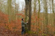Matthias Huckle begutachtet einen Biotopbaum im herbstlichen Laubwald