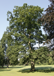 solitärer Parkbaum im Sommerlaub