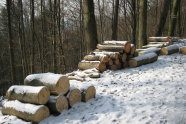 Holzpolter im Schnee