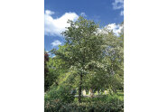 Grüner Baum auf einer Parkfläche.
