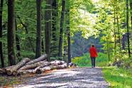 Mann spaziert auf Weg durch Laubwald. Links liegt ein Langholzpolter.
