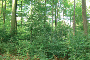 Laubmischwald mit dichter Naturverjüngung im belaubten Zustand
