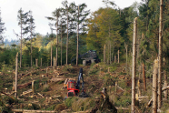 Aufräumarbeiten im Wald unter Zuhilfenahme schweren Geräts wie Harvestern und Forewardern.