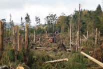 Aufräumarbeiten in einem Nadelwald, nachdem ein Sturm einen großen Teil der Bäume entwurzelt oder abgeknickt hat.