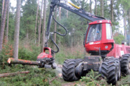 Rote Forstmaschine fällt und arbeitet Holz in einem Nadelwald auf