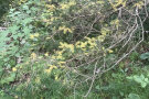 Zweig eines Nadelbaums mit gelb-grünen Nadeln.