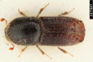 Rotbrauner behaarter Käfer mit schwarzem Kopf.