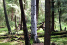 Einzelner Nadelbaum in einem Wald ist am Stamm ganz hellgrau-weiß verfärbt.