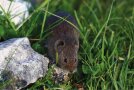 Braune Maus läuft an einem Stein vorbei.