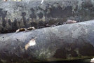 Mehrere Ahornstämme mit streifenförmigen Rindenabplatzungen liegen auf einem Holzpolter.