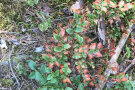 Heidelbeere mit vertrockneten Blatträndern; die Blätter sind in vom Rand her braun 