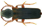 Zeichnung eines braun-rot-blauen Käfers mit langen Fühlern.